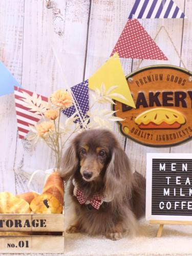 20240928ココアちゃん